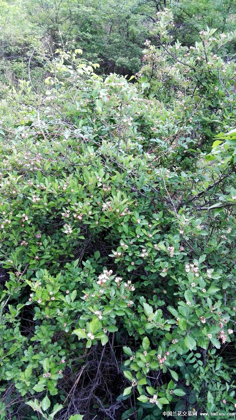 喝一饼金猴,在山中等茶岂不美哉?-茶艺茶道-中