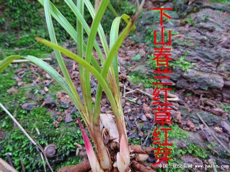 下山春兰红草红芽 - 中国兰花交易网