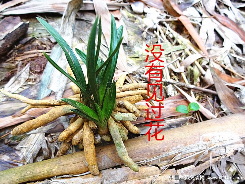 龙根春兰矮种【头型草】