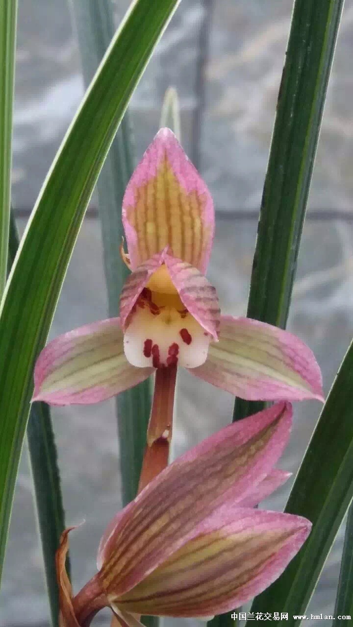 顶级瓷白边稿红覆轮花双绝4壮苗带芽 中国兰花交易网