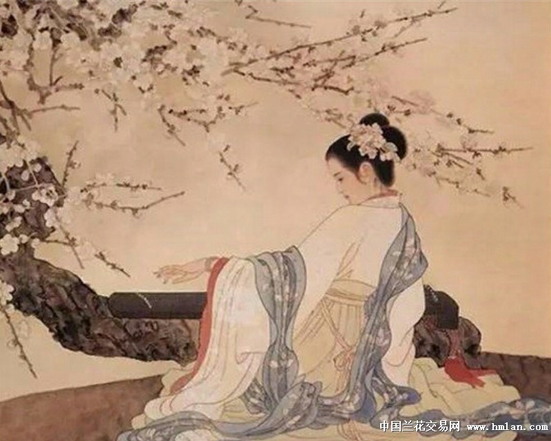 汉宫秋月-茶余兰后-中国兰花交易网社区