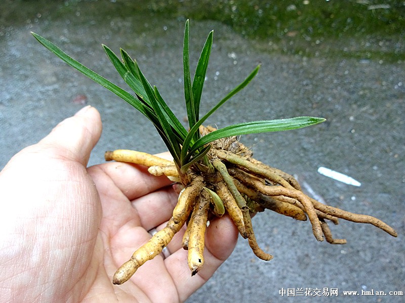 下山矮春兰头型草 - 中国兰花交易网