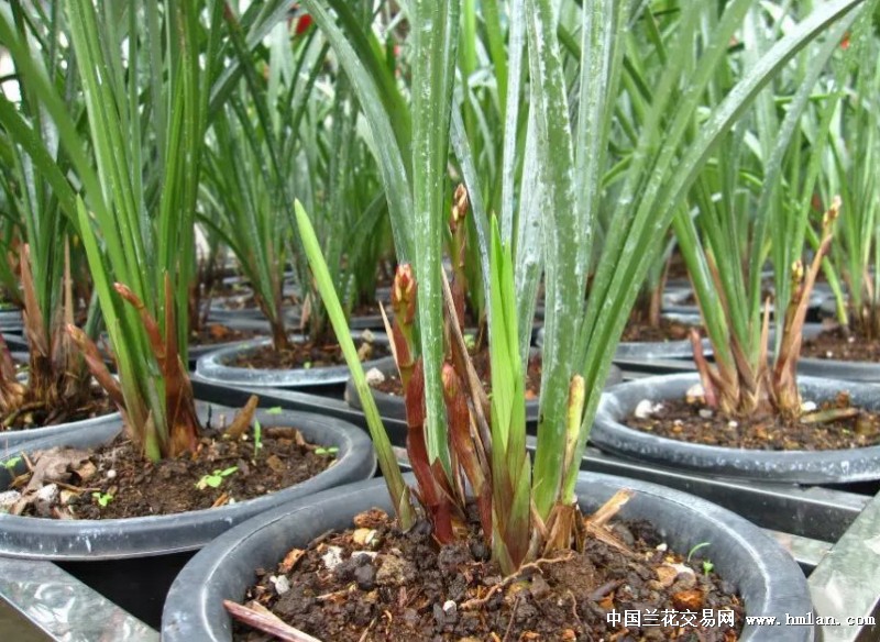 汝城建兰品种介绍-建兰篇-中国兰花交易网社区