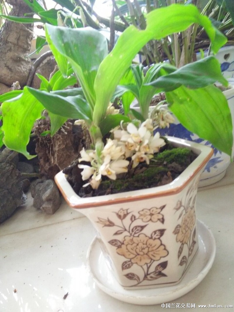 踏破铁鞋无觅处,得来全不费工夫-茶余兰后-中国