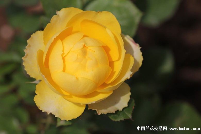 月季金丝雀金色珊瑚心芬芳宝石等