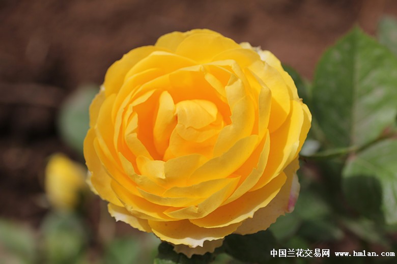 月季:金丝雀,金色珊瑚心,芬芳宝石等-其他花卉-中国兰花交易网社区