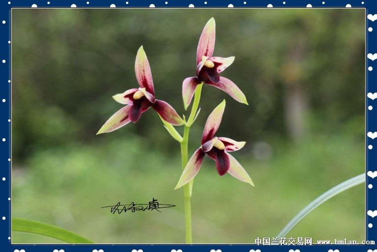 2016四季花开-峨眉晨光(赤城)-建兰篇-中国