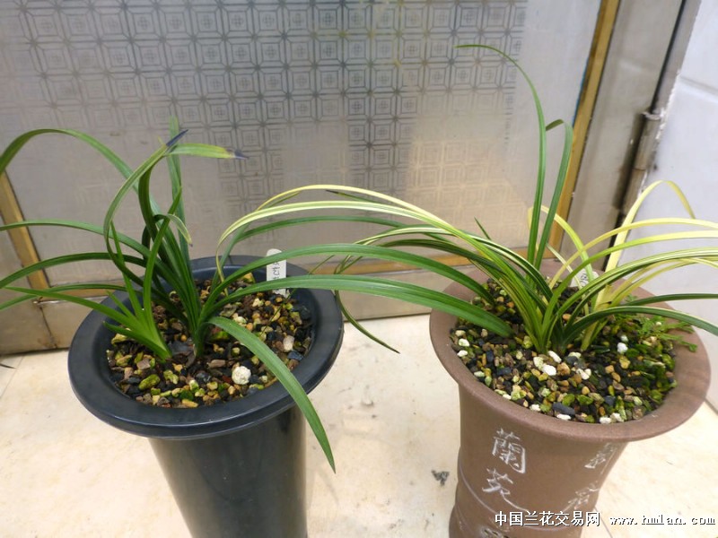 蕙兰线艺