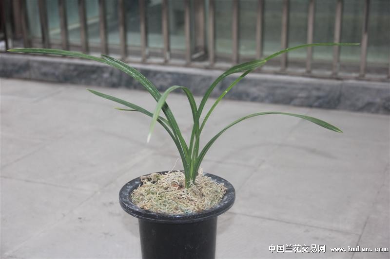 春剑荷瓣:罗荷瓣