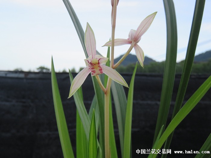 高山春色 带现花 - 中国兰花交易网