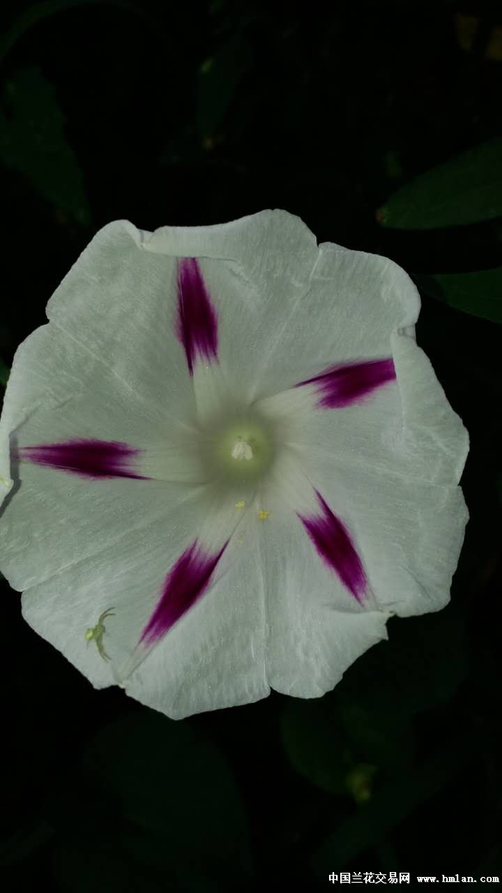 同花不同色,美。-其他花卉-中国兰花交易网社区