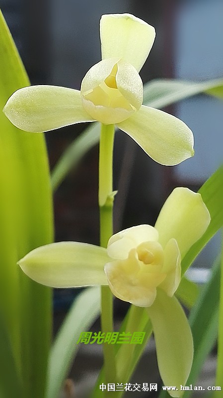 川产建兰荷型素花精品【天使】3特壮苗带花