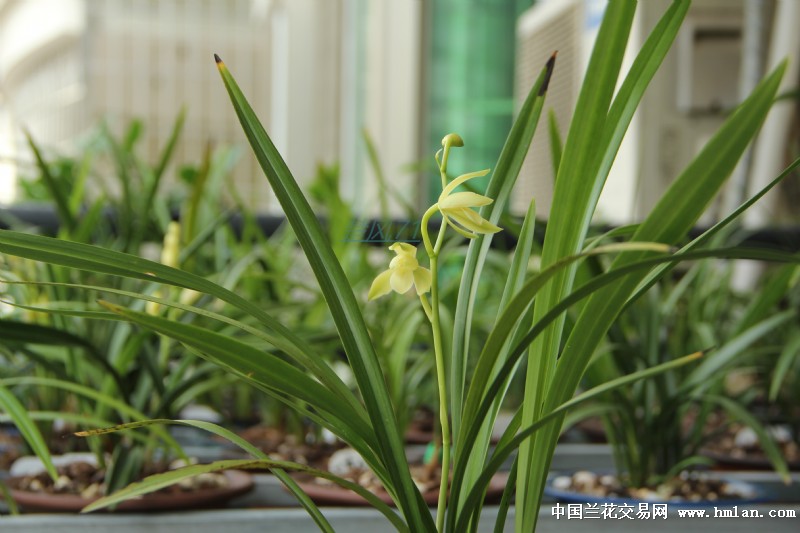 明月,请欣赏-建兰篇-中国兰花交易网社区