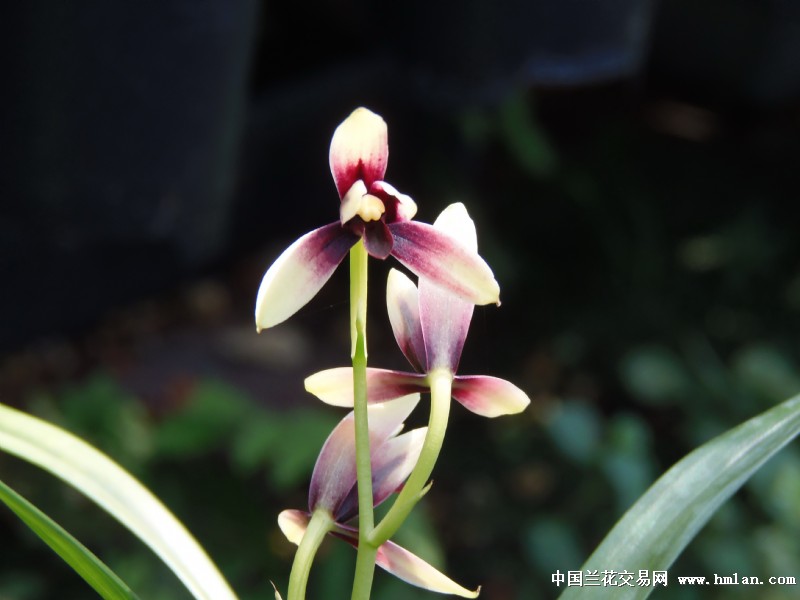 经典赤城-建兰篇-中国兰花交易网社区