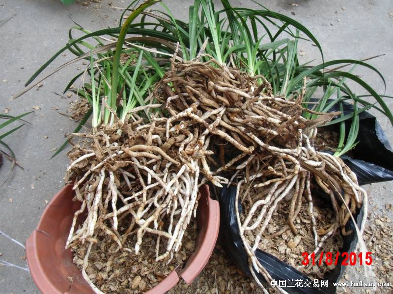 纯腐熟花生壳种的下山蕙兰-蕙兰篇-中国兰花交