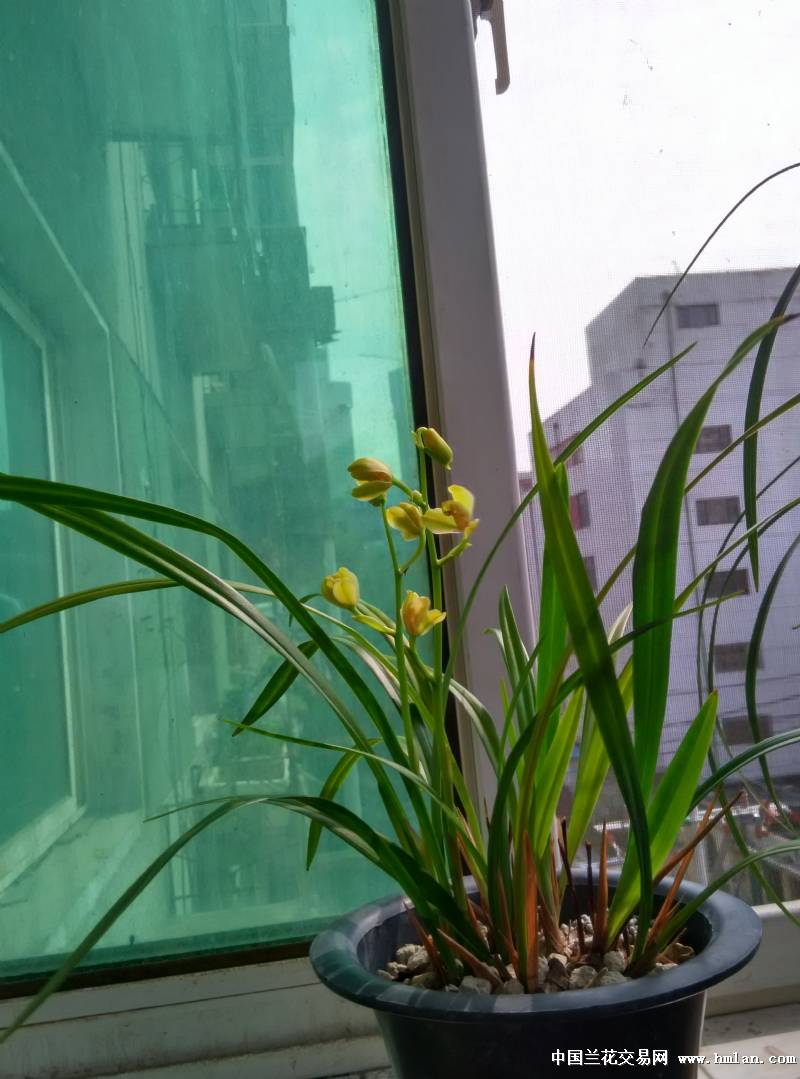 绿光登重新爱-建兰篇-中国兰花交易网社区