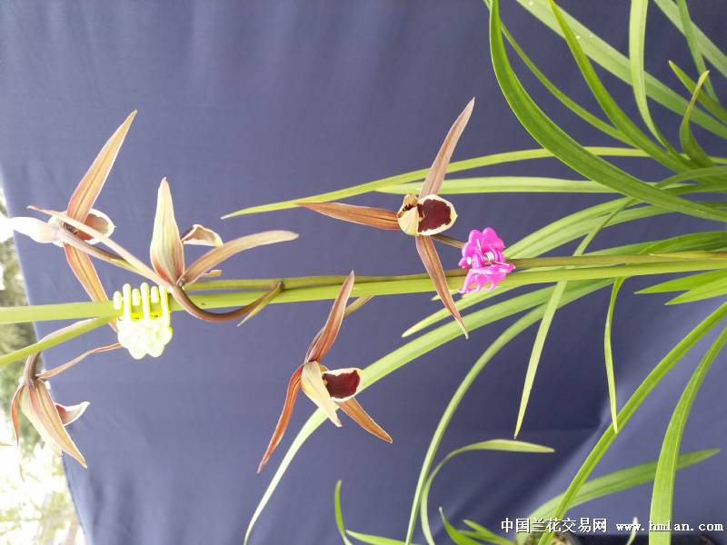 今天搞交易会买的秋寒兰.大圆舌大红块-寒兰篇