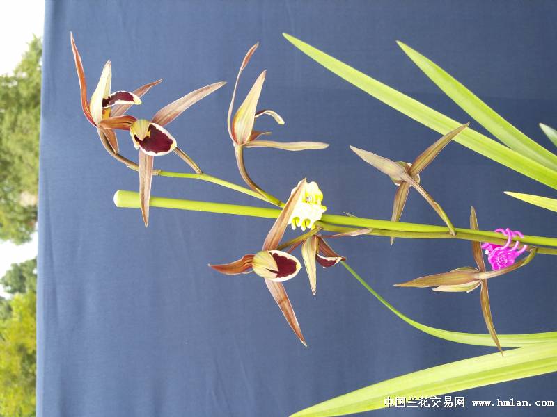 今天搞交易会买的秋寒兰.大圆舌大红块-寒兰篇