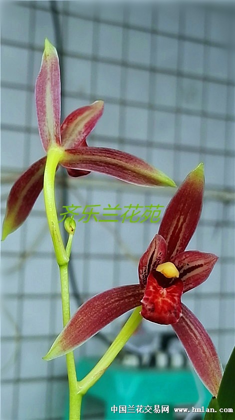 小苗学元红素-建兰篇-中国兰花交易网社区