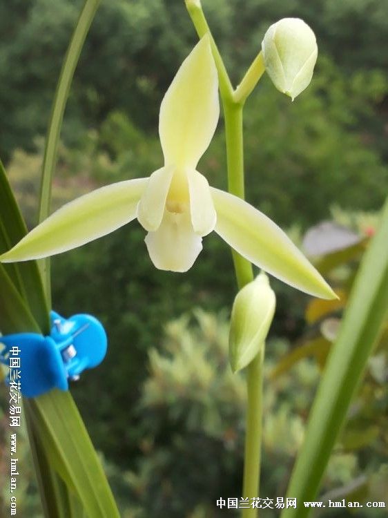 亲爱的。我该用什么语言赞美你?-心情故事-中