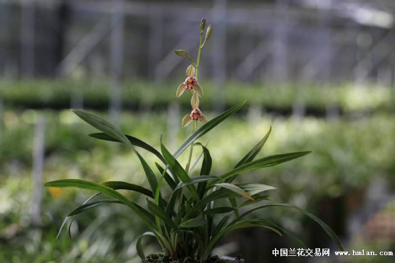 晶龙奇蝶-建兰篇-中国兰花交易网社区