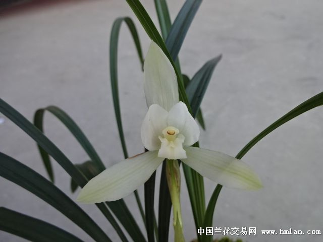 春兰朵香高级白花全素现分1母苗