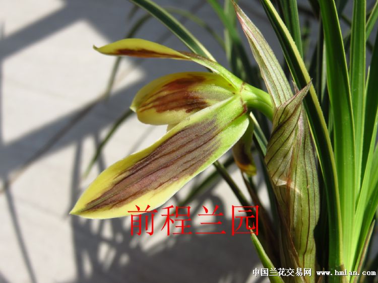 ˮ(ɰ׸)-2ĸ - 