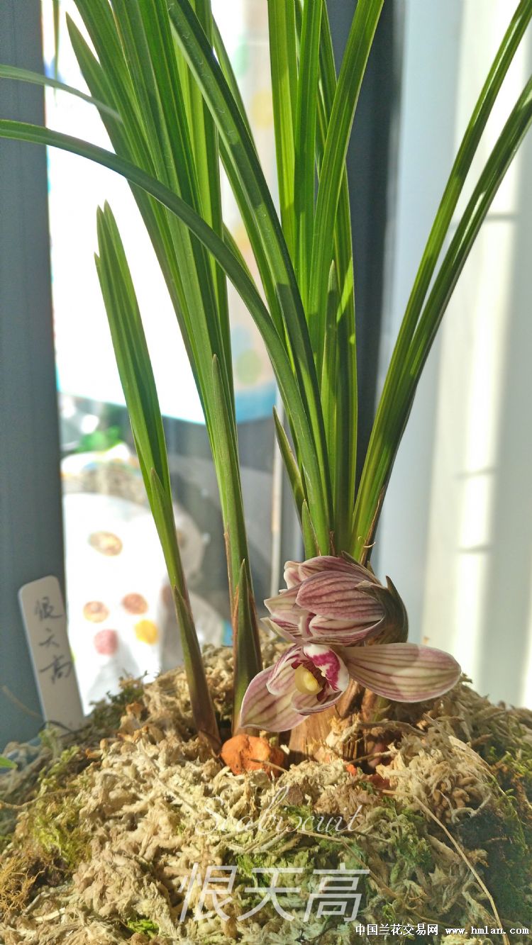 恨天高,一个矮子的励志故事!-莲瓣篇-中国兰花