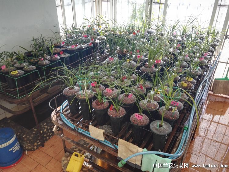 自我介绍-申请卖家-中国兰花交易网社区