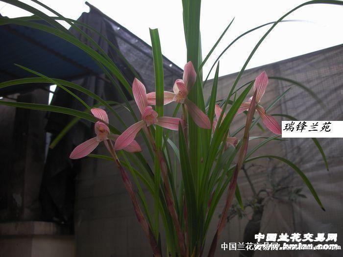 春兰新品胭脂仙子,前龙子母苗翻盆现切0起拍