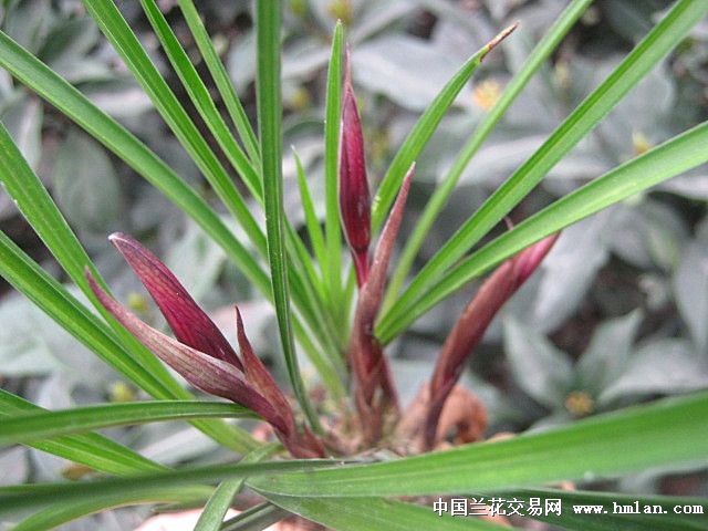 春兰·正宗红辣椒(新年买红辣椒红红火火)