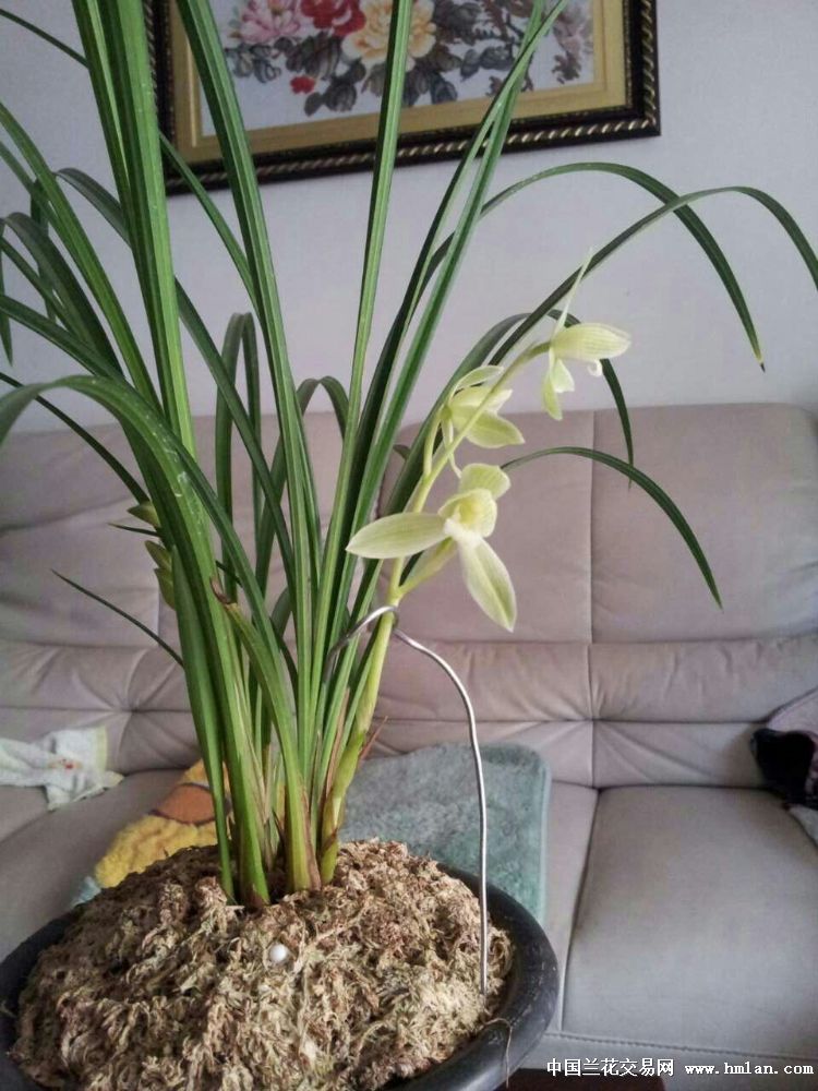 朋友的莲瓣兰名品"雪人"又名宝姬开了,请兰友