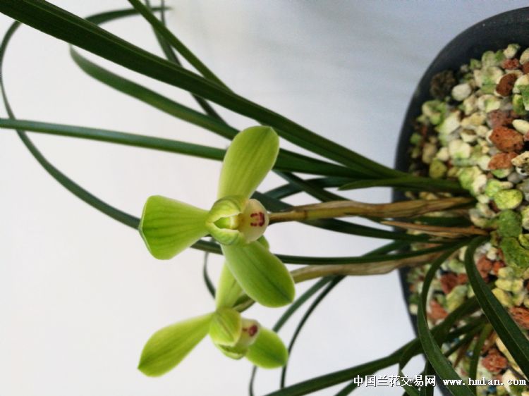 却顾所来径 苍苍横翠微-春兰篇-中国兰花交易网
