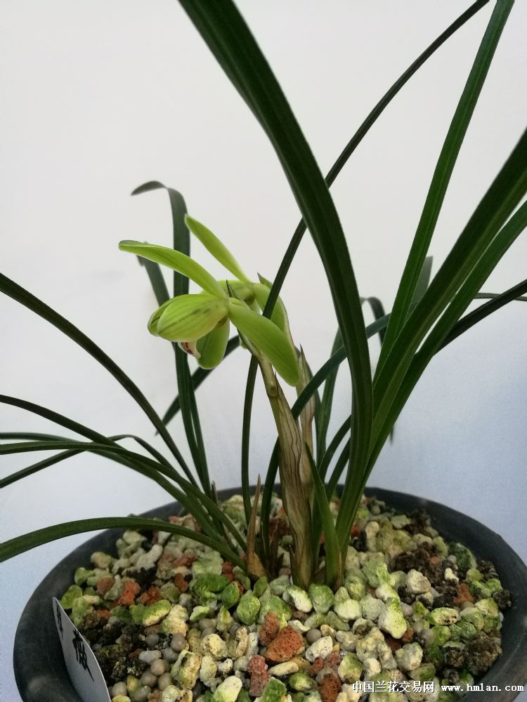 却顾所来径 苍苍横翠微-春兰篇-中国兰花交易网
