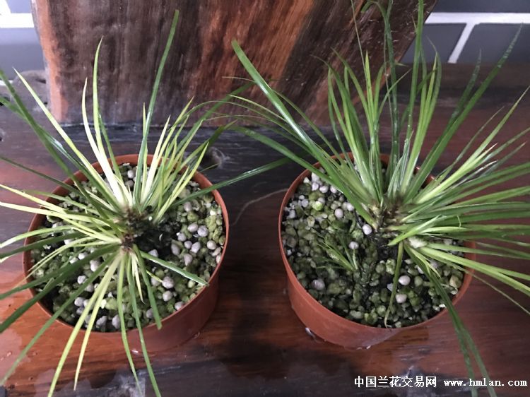 群青菖蒲半年苗 0起拍