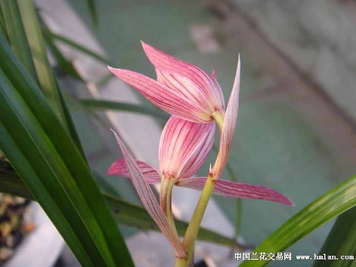 春 新津胭脂介绍