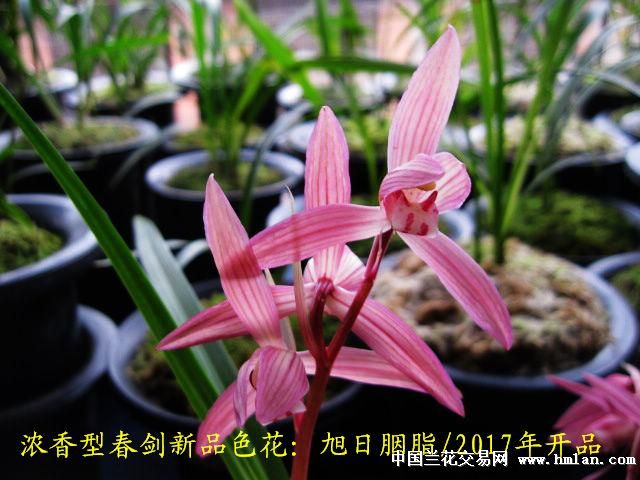 [0起拍]浓香型春剑新品色花:旭日胭脂[3 中国兰花交易网