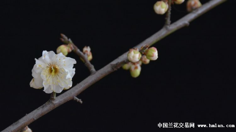 骨红梅、玉蝶梅-其他花卉-中国兰花交易网社区