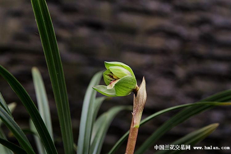 神荷-春兰篇-中国兰花交易网社区