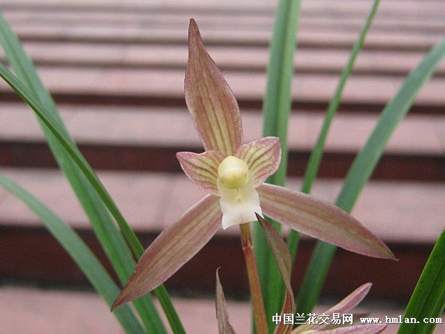 春剑红花素心(引种苗 中国兰花交易网