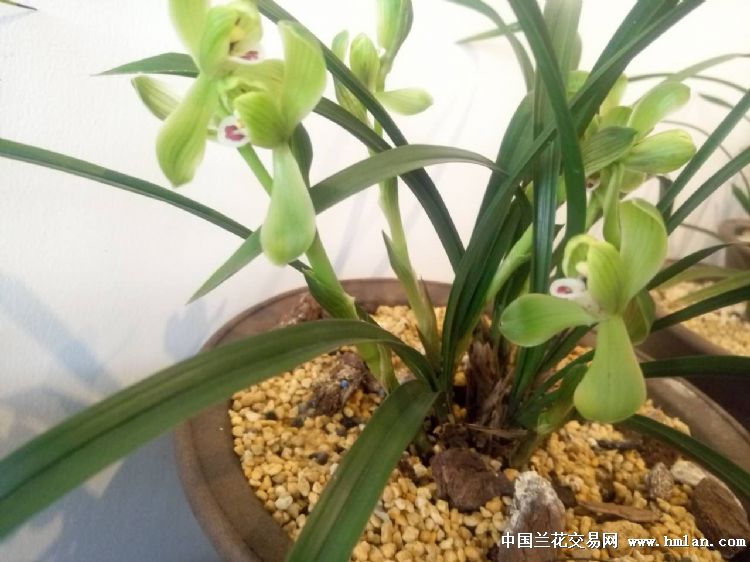 北京中山公园惠芳园兰展-春兰篇-中国兰花交易网社区
