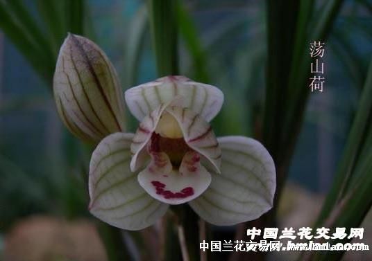 荡山荷 - 中国兰花交易网