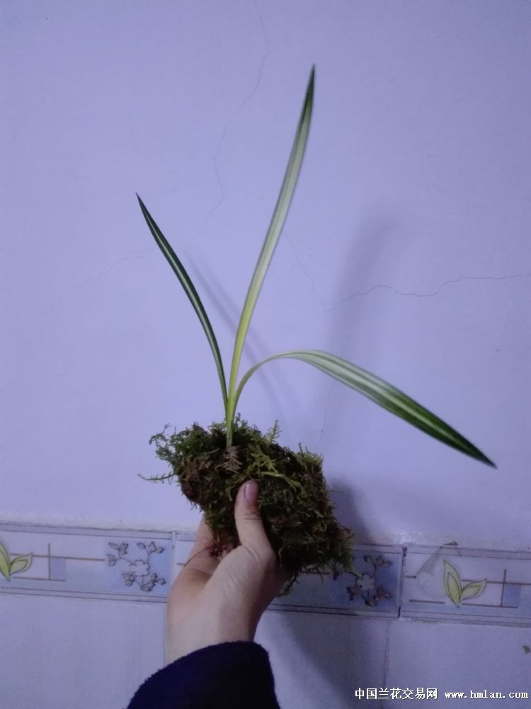 云南下山龙根春兰朵香中透