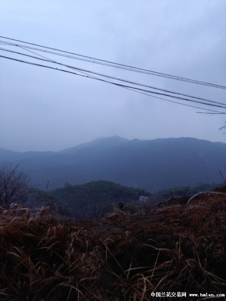 钴概念股风生水起-茶余兰后-中国兰花交易网社