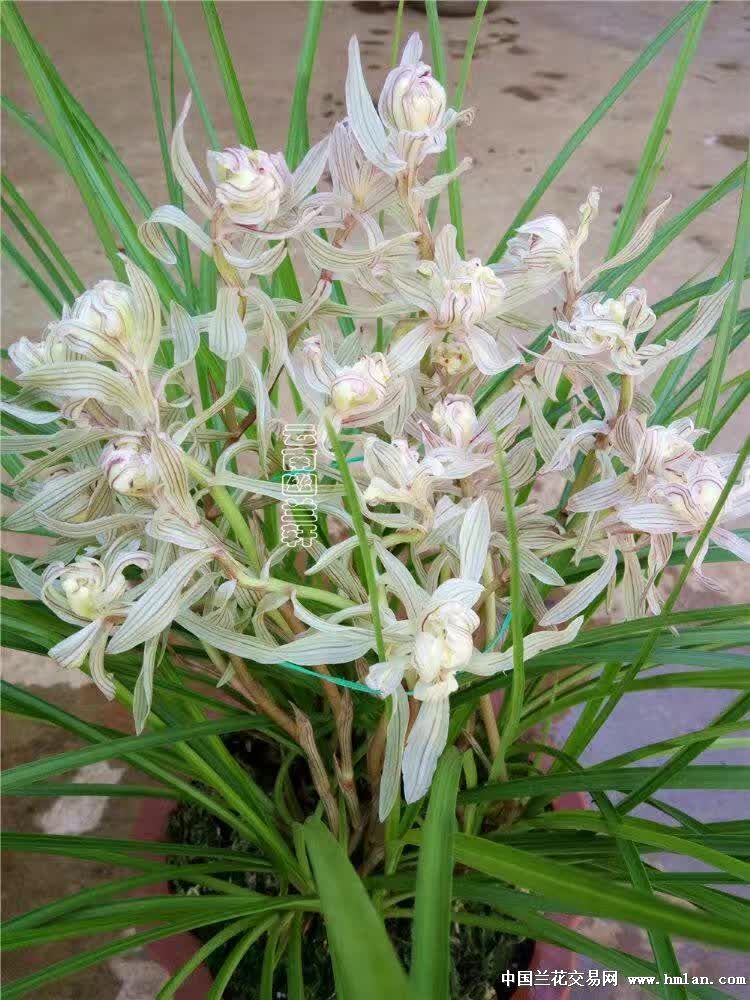 金沙树菊:1优质苗带1花苞 - 中国兰花交易网
