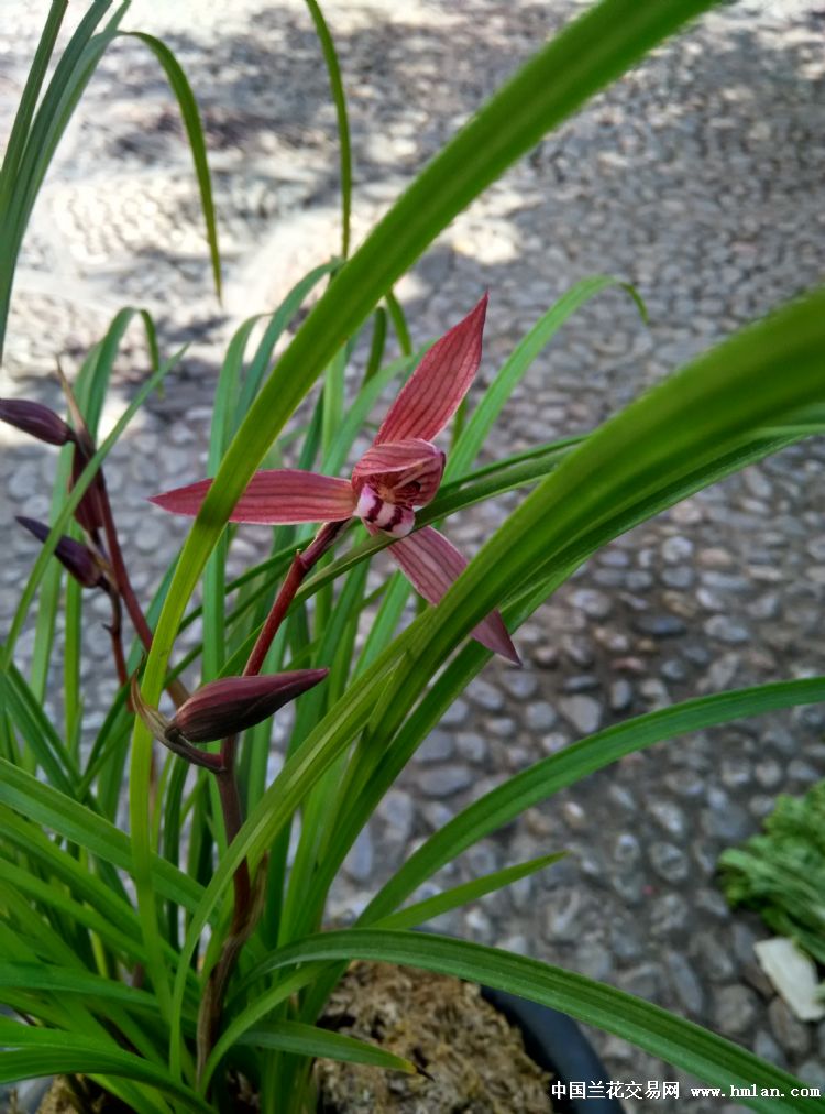 莲瓣兰红花 万紫千红-莲瓣篇-中国兰花交易网社区