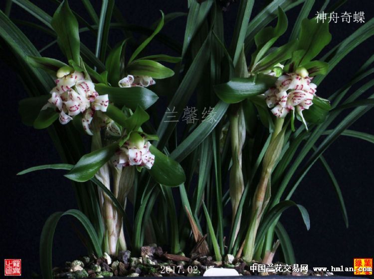 神舟奇蝶,引种苗 中国兰花交易网