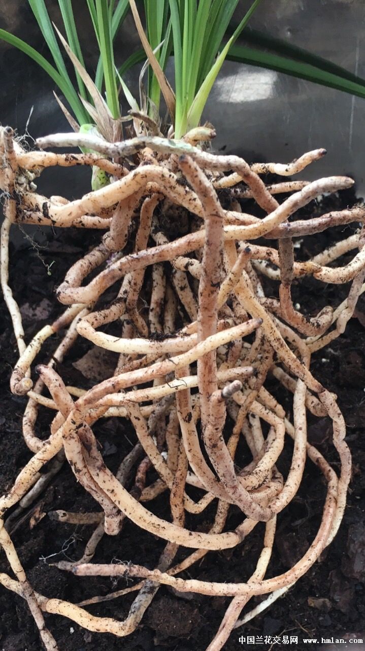 分下一组前垄子母优质苗一一养安