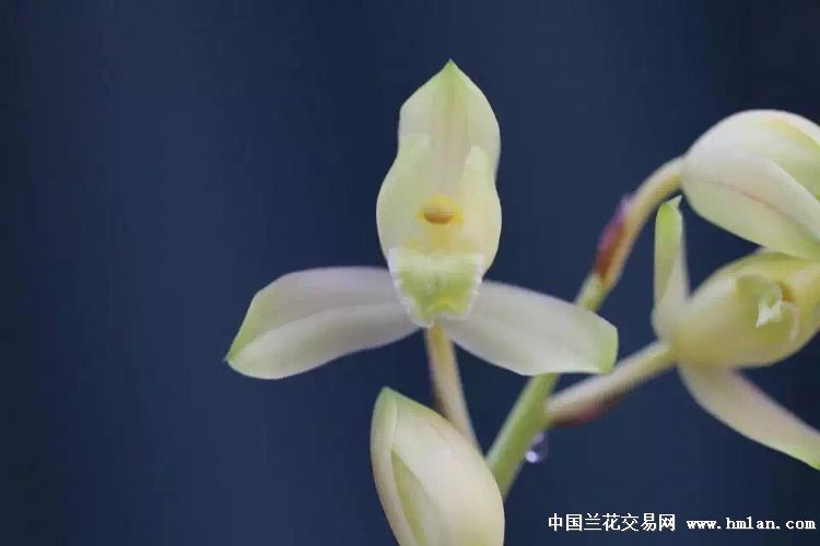 美美的赤玉-蕙兰篇-中国兰花交易网社区