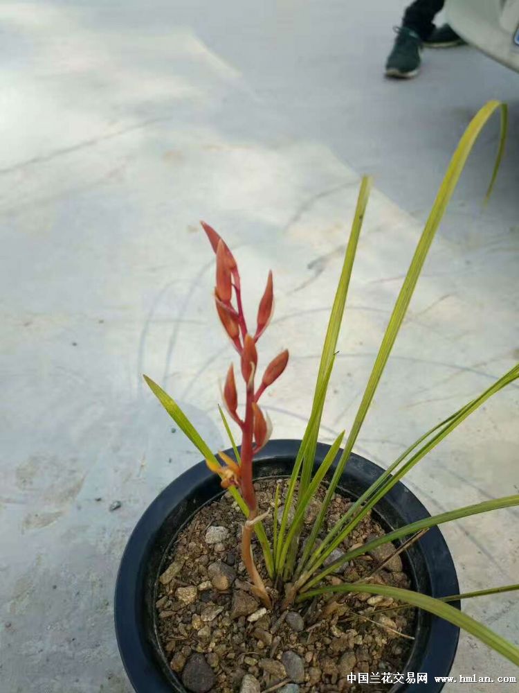 蕙兰黄草红花